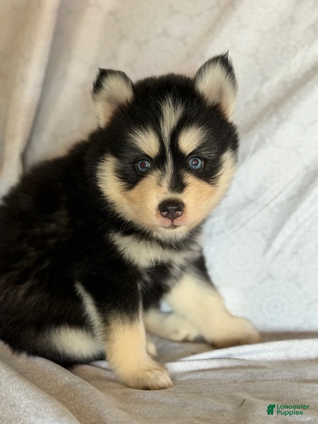 Pomsky dogs for sale: Tucker - Ad 1