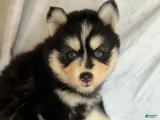 Pomsky dogs Tucker - Ad 41