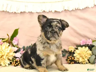 French Bulldog dogs for sale: Checkers - Ad 1