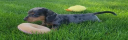 Miniature Dachshund dogs for sale: Trigger  - Ad 18