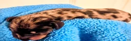 Dachshund dogs for sale: Dachshund 4 - Ad 2