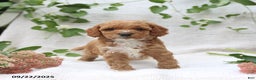 Cockapoo dogs for sale: Cindy - Ad 15