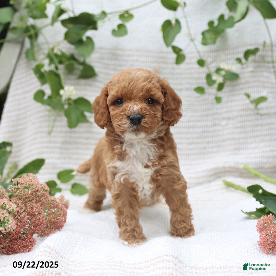 Cockapoo dogs for sale: Cindy - Ad 15