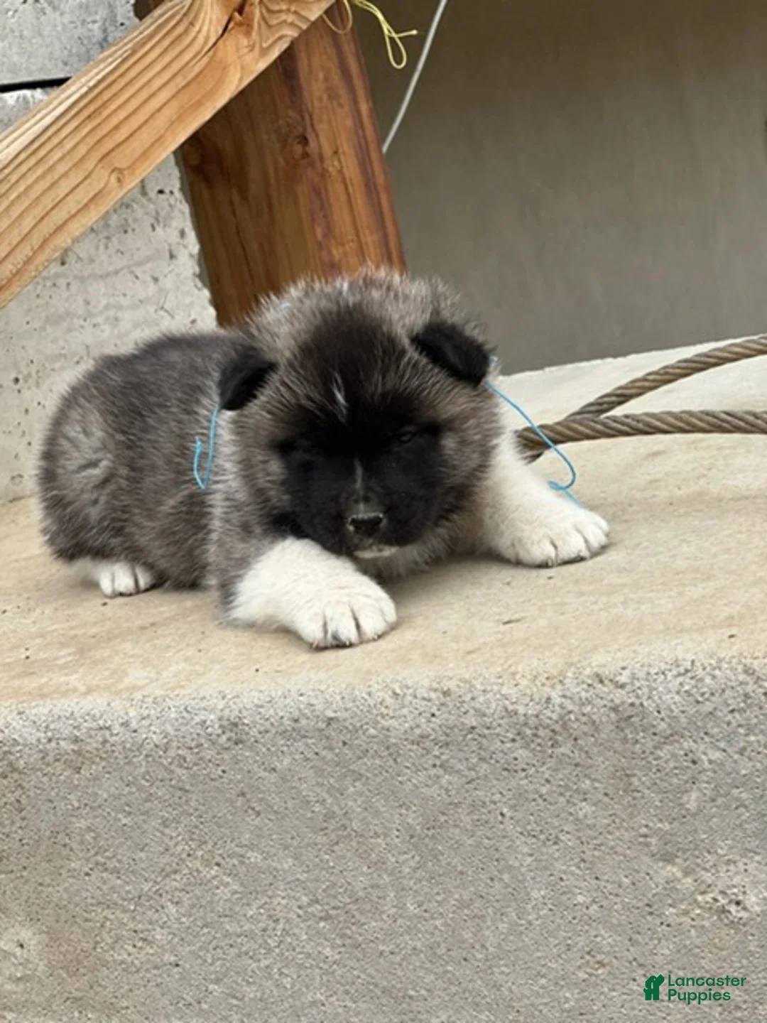 Akita dogs for sale: Cookie Dough – Male - Ad 1