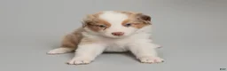 Australian Shepherd dogs for sale: Rhett - Ad 3