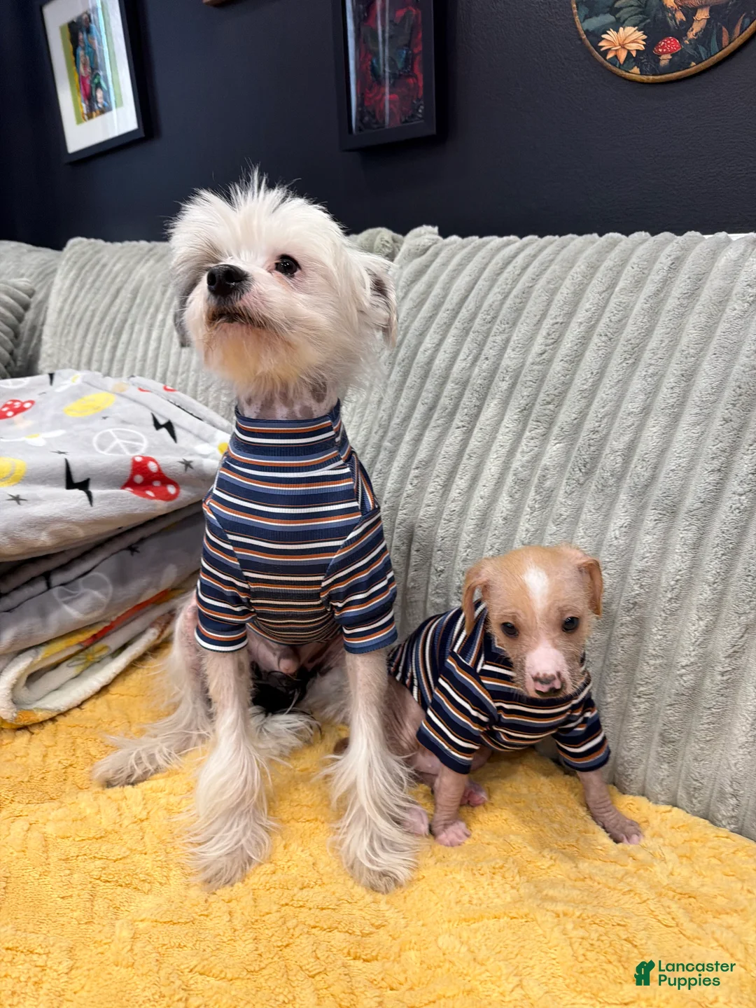 Mixed Breed dogs for sale: Mixed Breed Puppy 2 - Ad 2