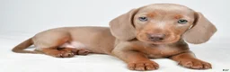 Miniature Dachshund dogs for sale: Gunner - Ad 4