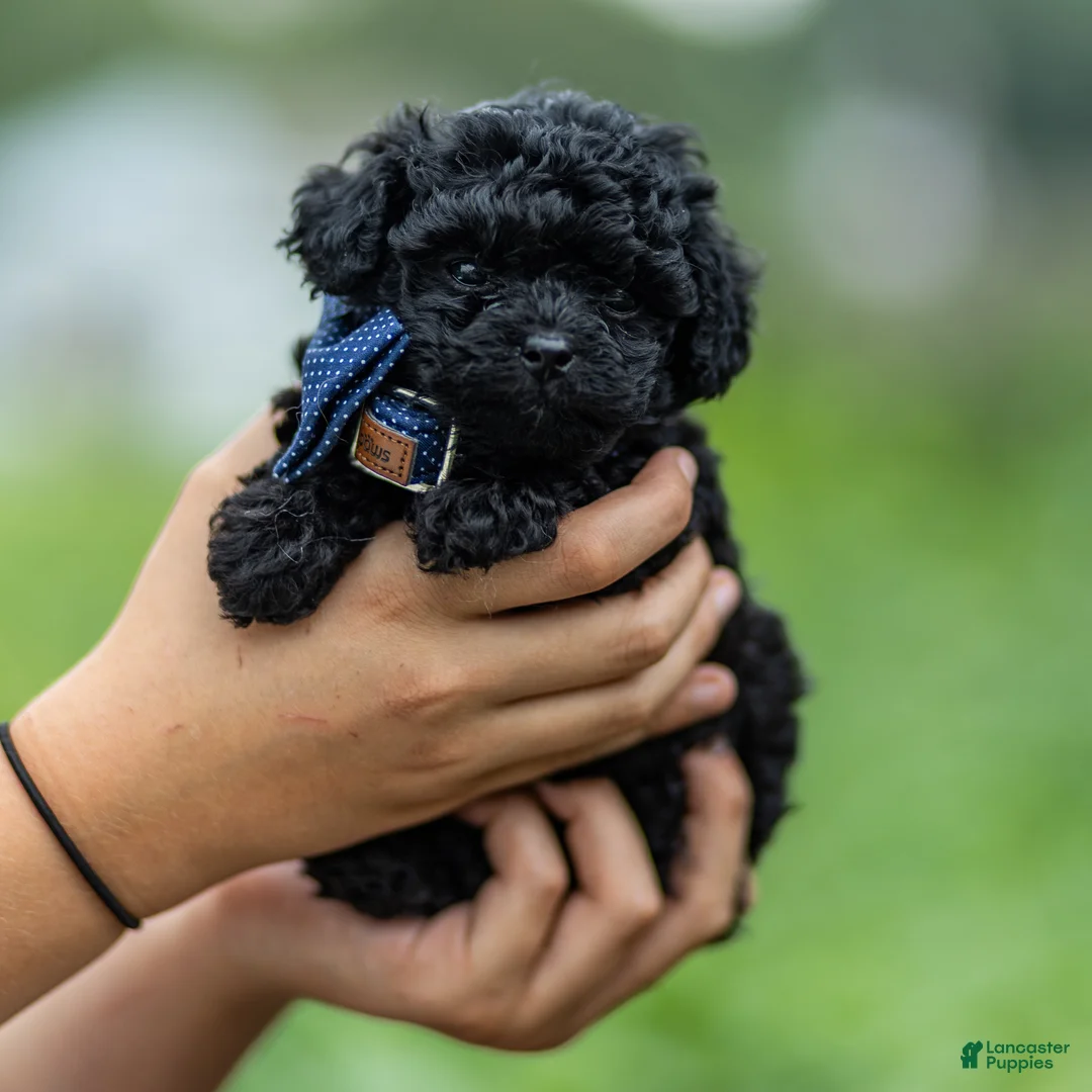 Toy Poodle dogs for sale: Anton - Ad 2