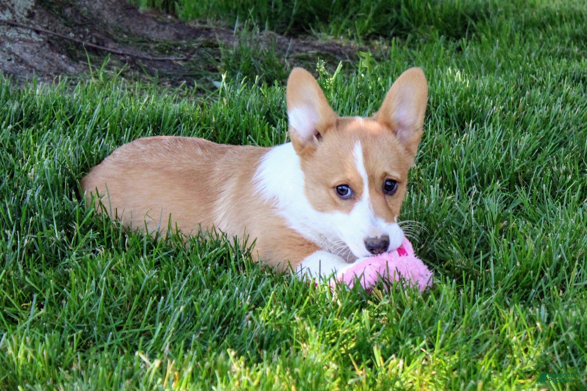 Welsh Corgi Pembroke dogs  June (triple clear)AKC - Ad 2