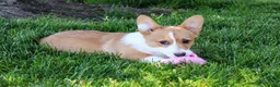 Welsh Corgi Pembroke dogs for sale:  June (triple clear)AKC - Ad 2
