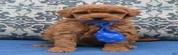Mini Goldendoodle dogs for sale: Mini George - Ad 8