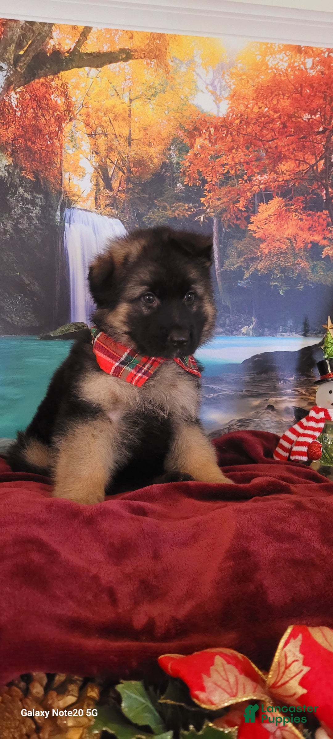 German Shepherd dogs for sale: Buddy  - Ad 2