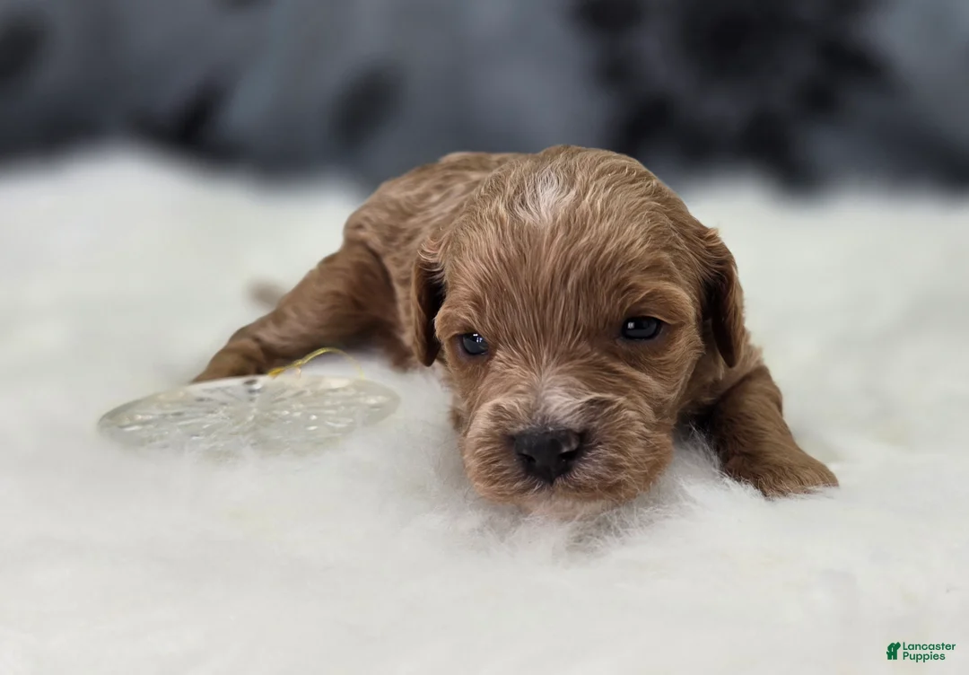 Cavapoo dogs for sale: Tundra - Ad 3