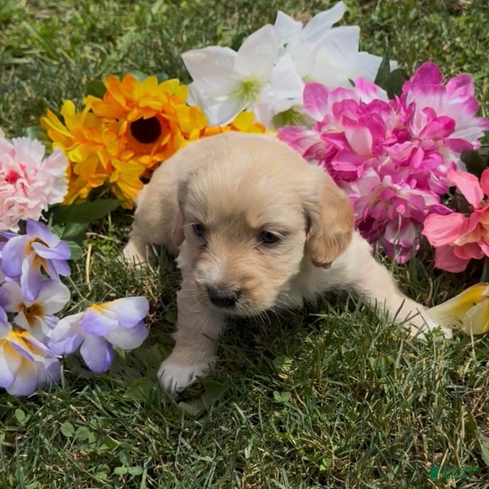 Mini Goldendoodle dogs Liberty  - Ad 2