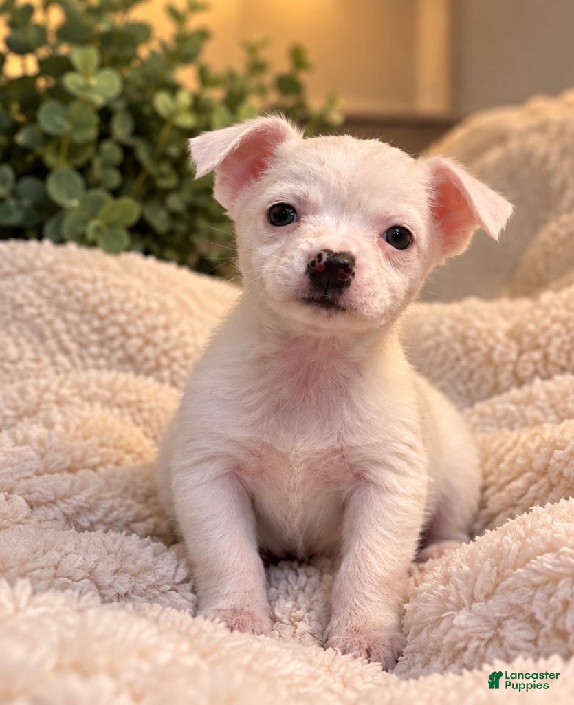 Chihuahua dogs for sale: Blanco - Ad 1