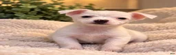 Chihuahua dogs for sale: Blanco - Ad 1