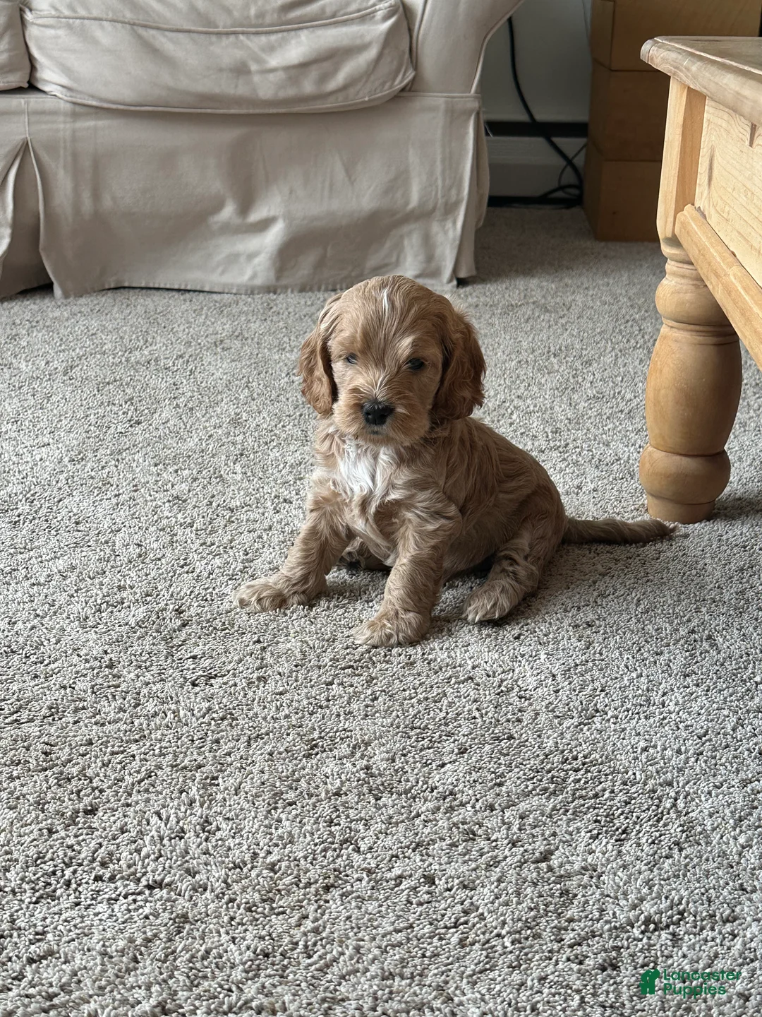 Cockapoo dogs for sale: Chip  - Ad 12