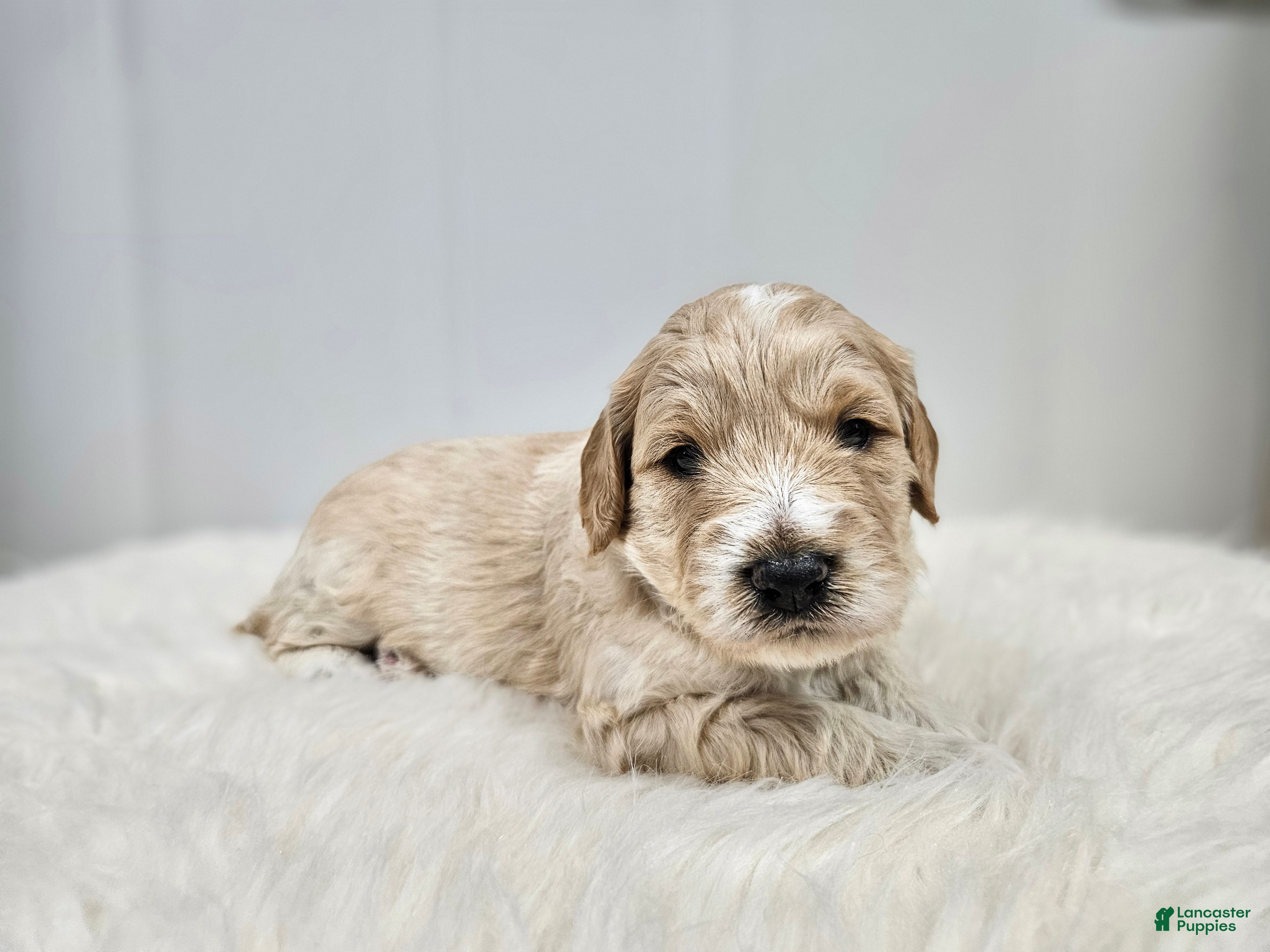 Mini Goldendoodle dogs for sale: Tanner - Ad 2