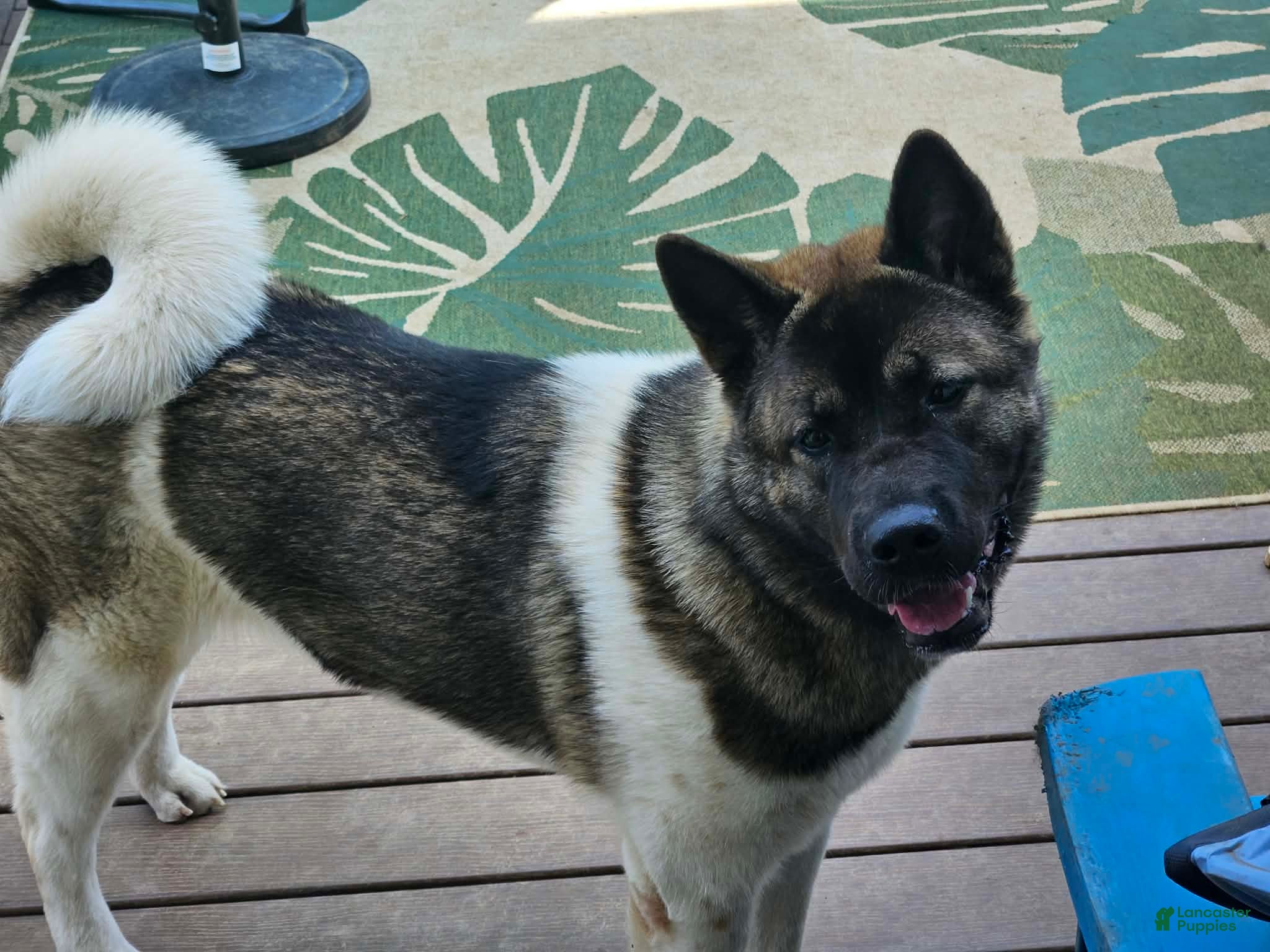 Akita dogs Akita 1 - Ad 1