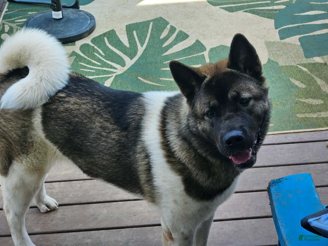 Akita dogs for sale: Akita 1 - Ad 1