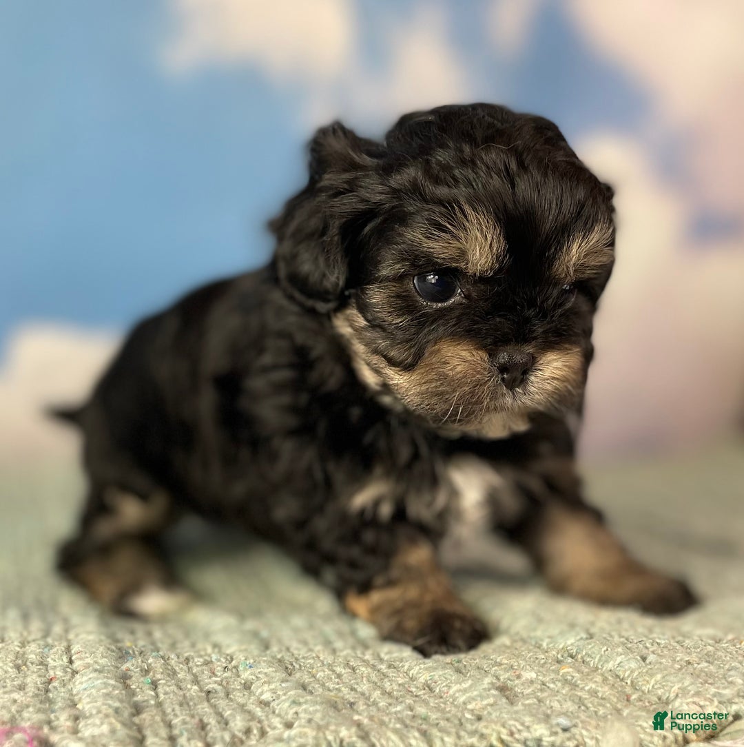 Mixed Breed dogs for sale: Maci - Ad 3