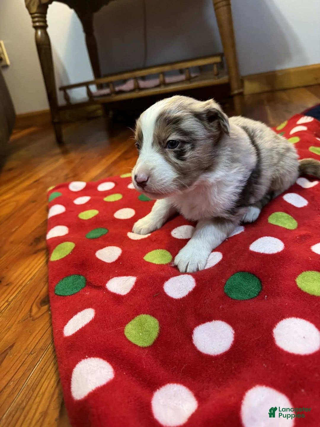 Australian Shepherd dogs for sale: Yukon - Ad 5