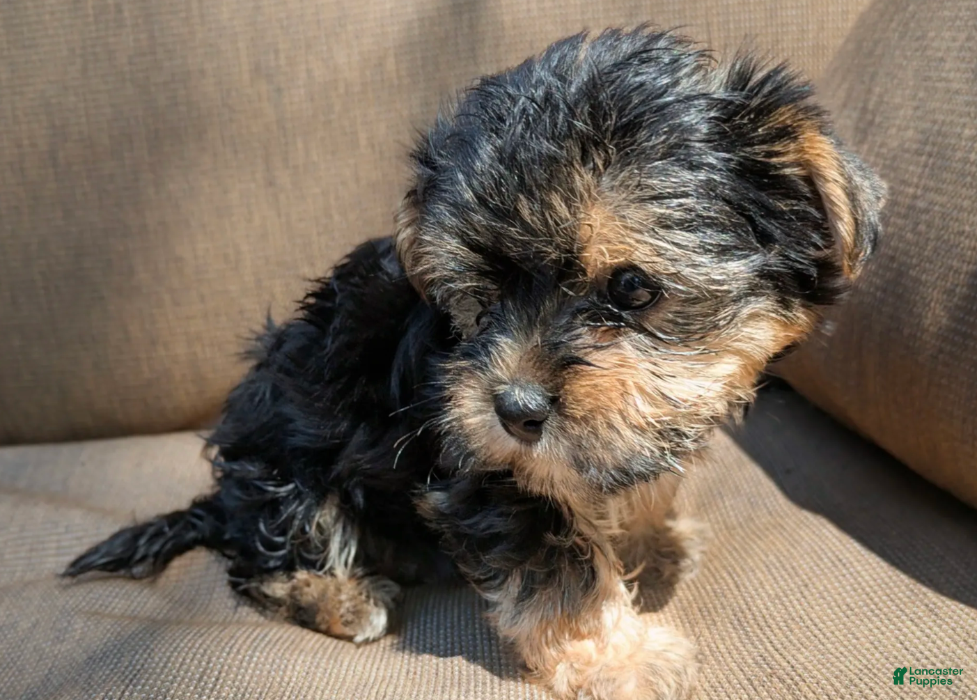 Yorkshire Terrier dogs Evie - Ad 2