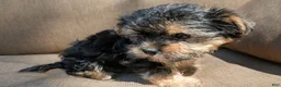 Yorkshire Terrier dogs for sale: Evie - Ad 2