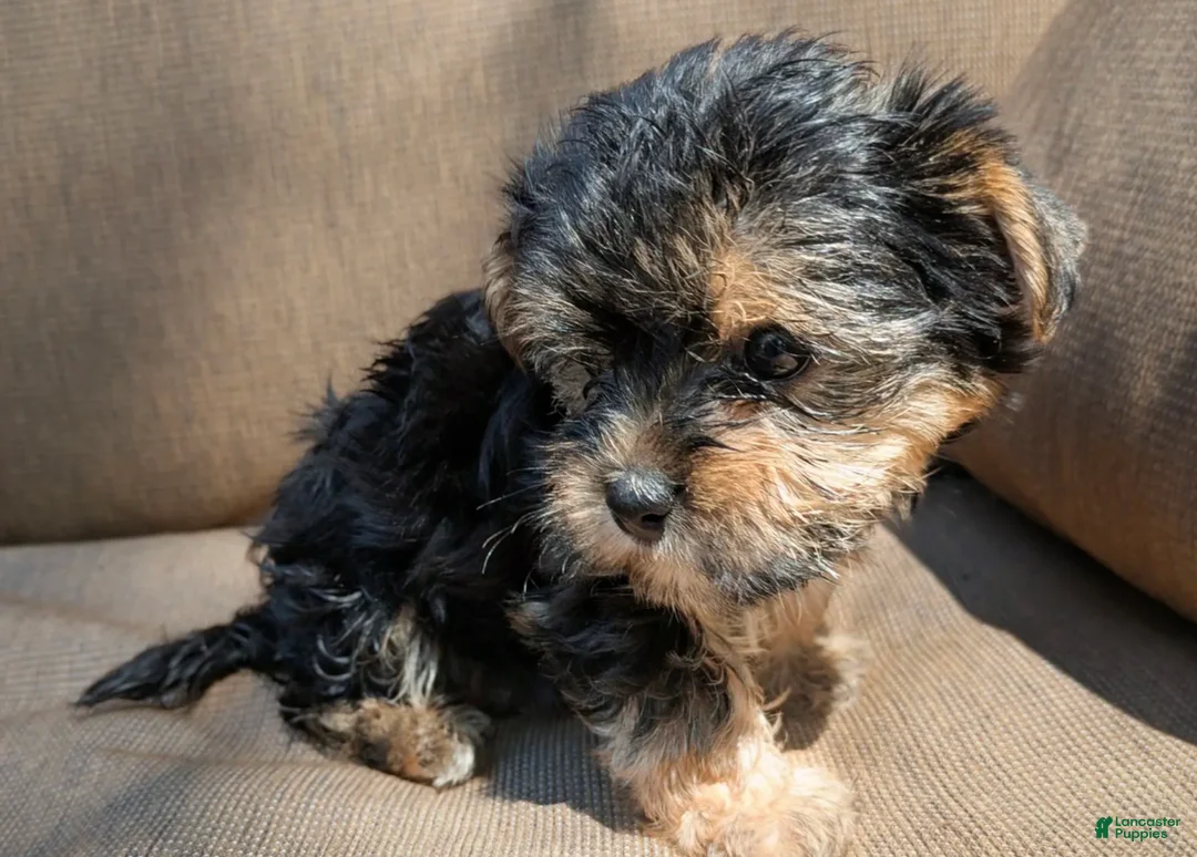 Yorkshire Terrier dogs for sale: Evie - Ad 2