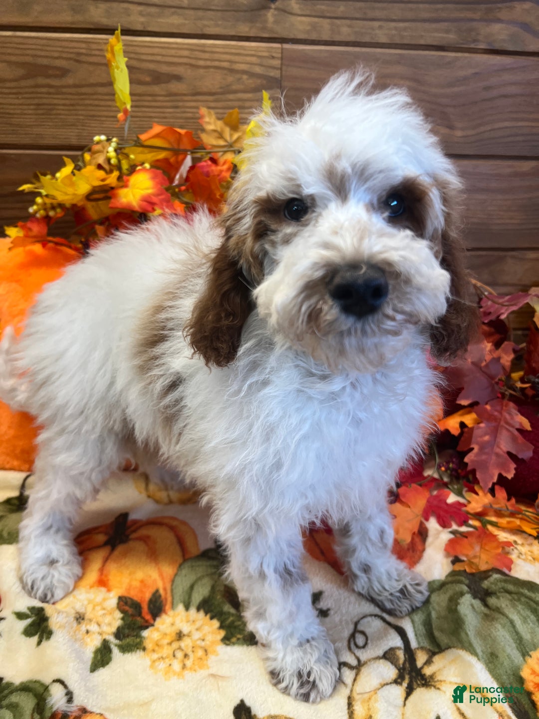 Mini Goldendoodle dogs for sale: Buster - Ad 6