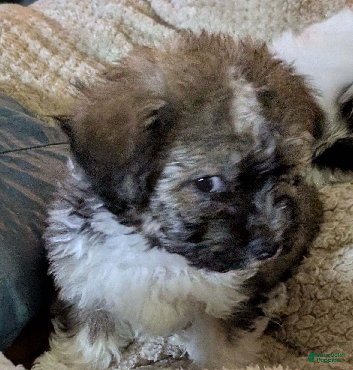 Maltipoo dogs Pepper  - Ad 11