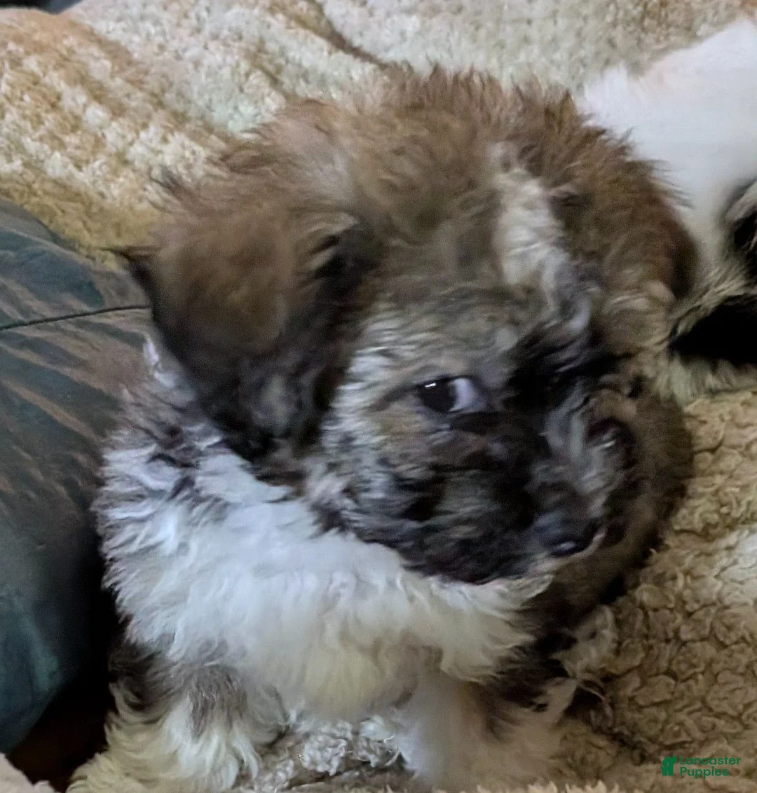 Maltipoo dogs for sale: Pepper  - Ad 1