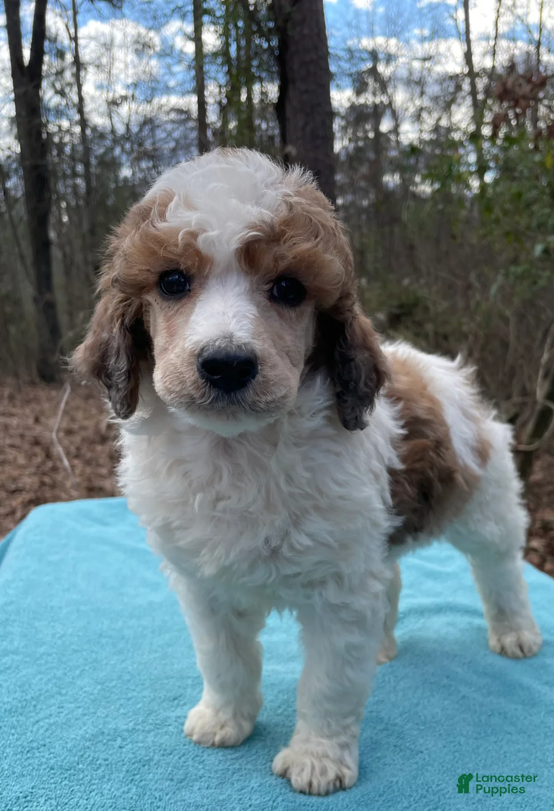 Standard Poodle dogs for sale: Manny - Ad 2