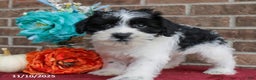 Miniature Schnauzer dogs for sale: Ollie - Ad 4