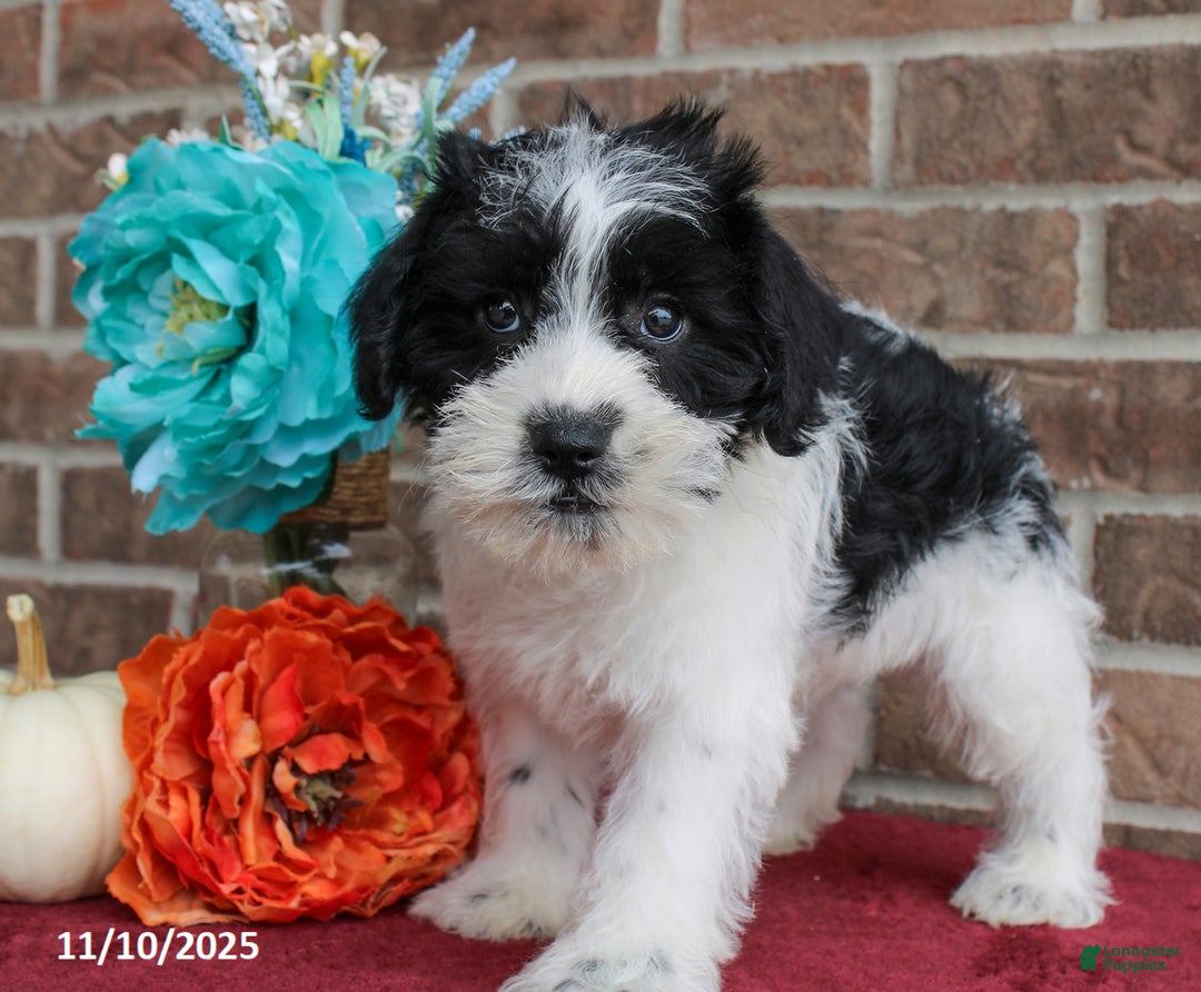 Miniature Schnauzer dogs for sale: Ollie - Ad 4