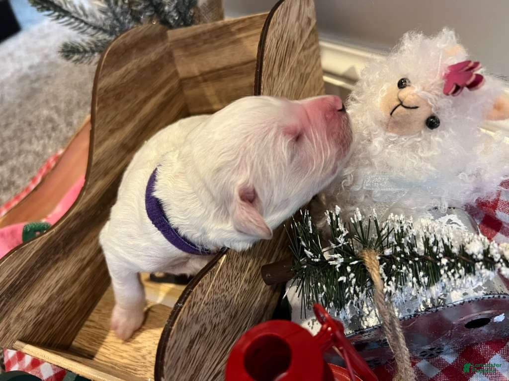 Goldendoodle dogs Daisy - Ad 24