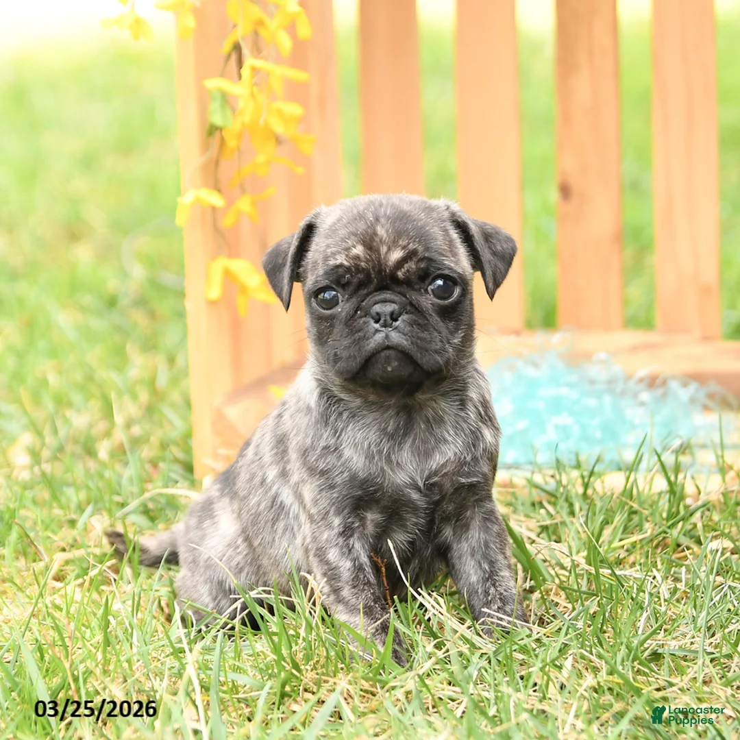 Pug dogs for sale: Sunshine - Ad 1