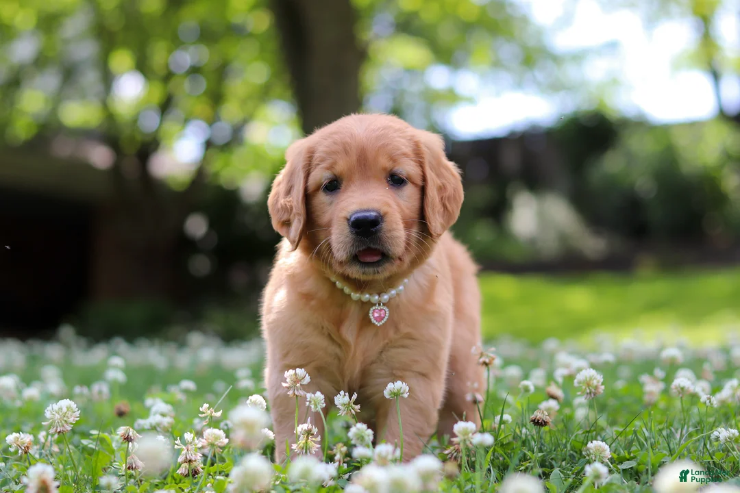Golden Retriever dogs for sale: Willow - Ad 1