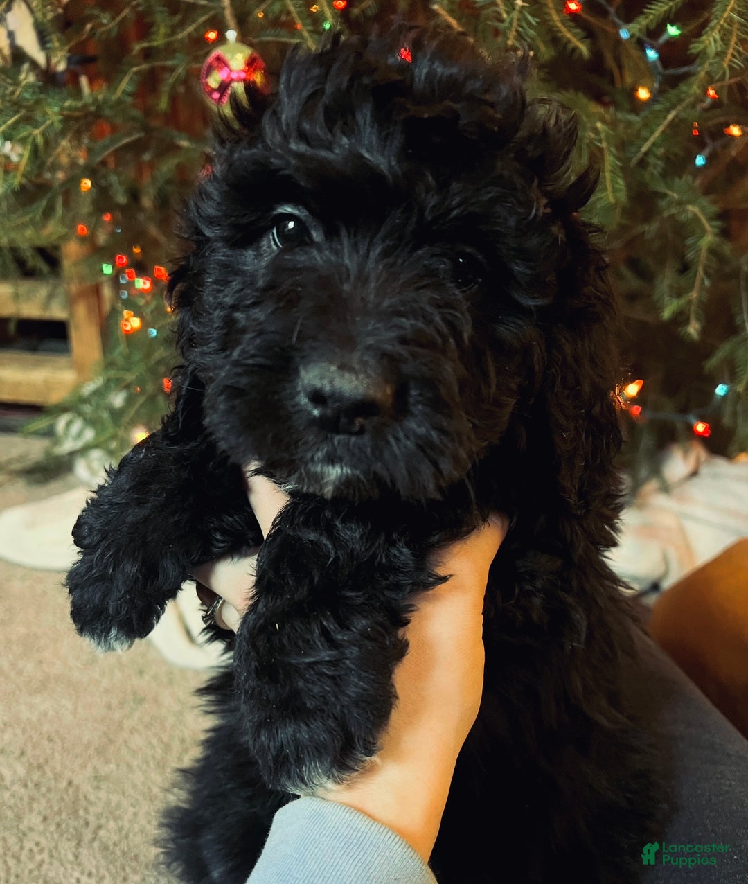 Mixed Breed dogs for sale: Blizzard - Ad 2