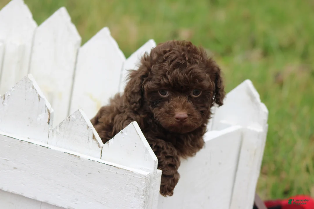 Toy Poodle dogs for sale: Sabrina - Ad 2
