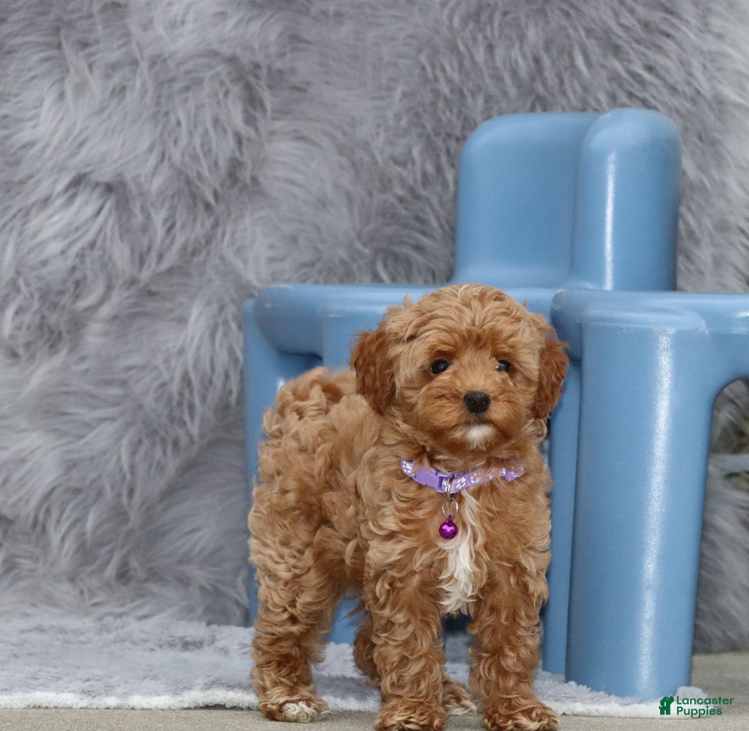 Havapoo dogs for sale: Eva 👨‍👨‍👧‍👦💞🐕 - Ad 25