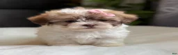 Shihpoo dogs for sale: Tara - Ad 4