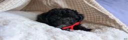 Bichpoo dogs for sale: NOEL - Ad 8