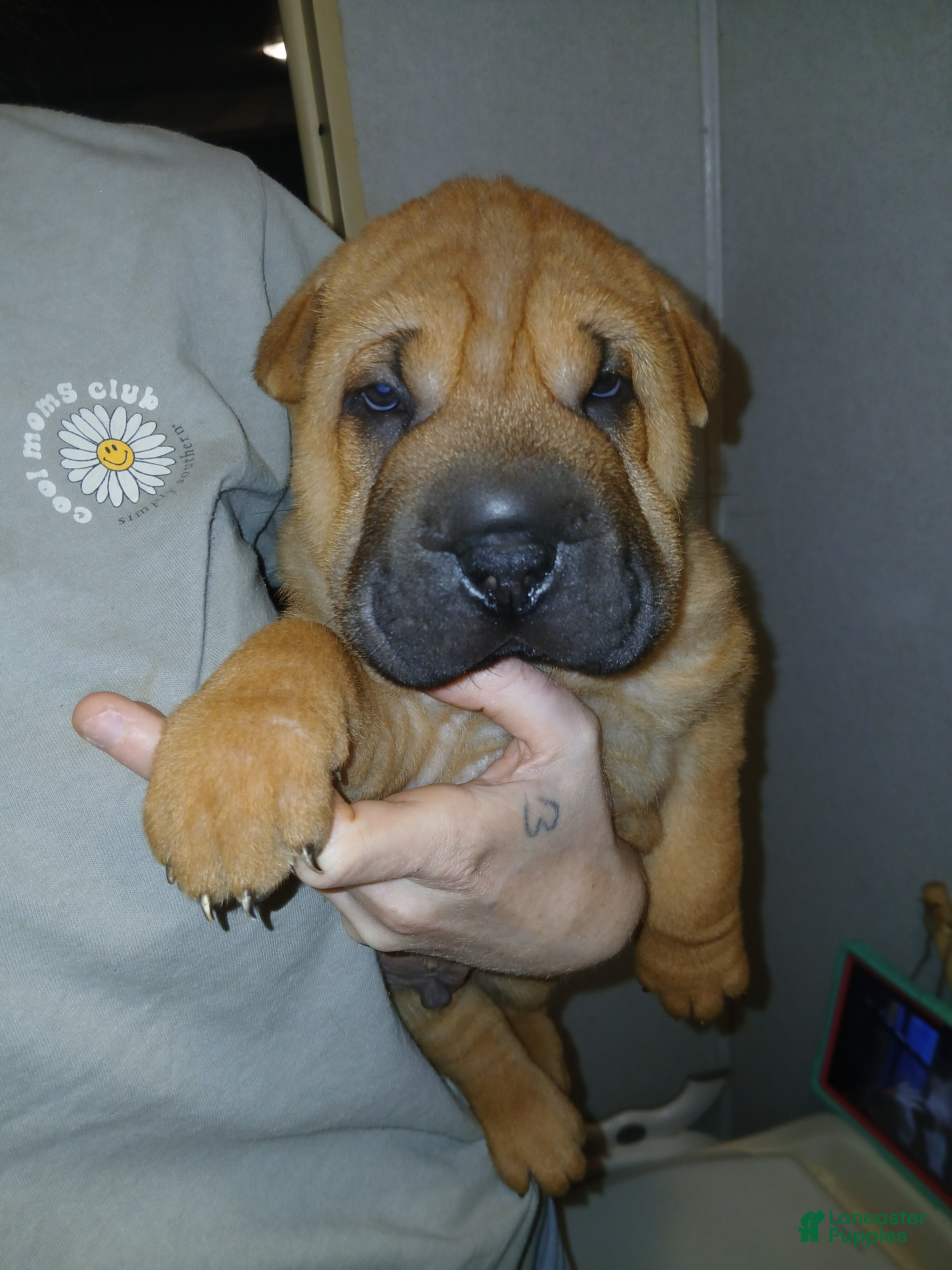 Shar Pei dogs Shar Pei Puppy 2 - Ad 4