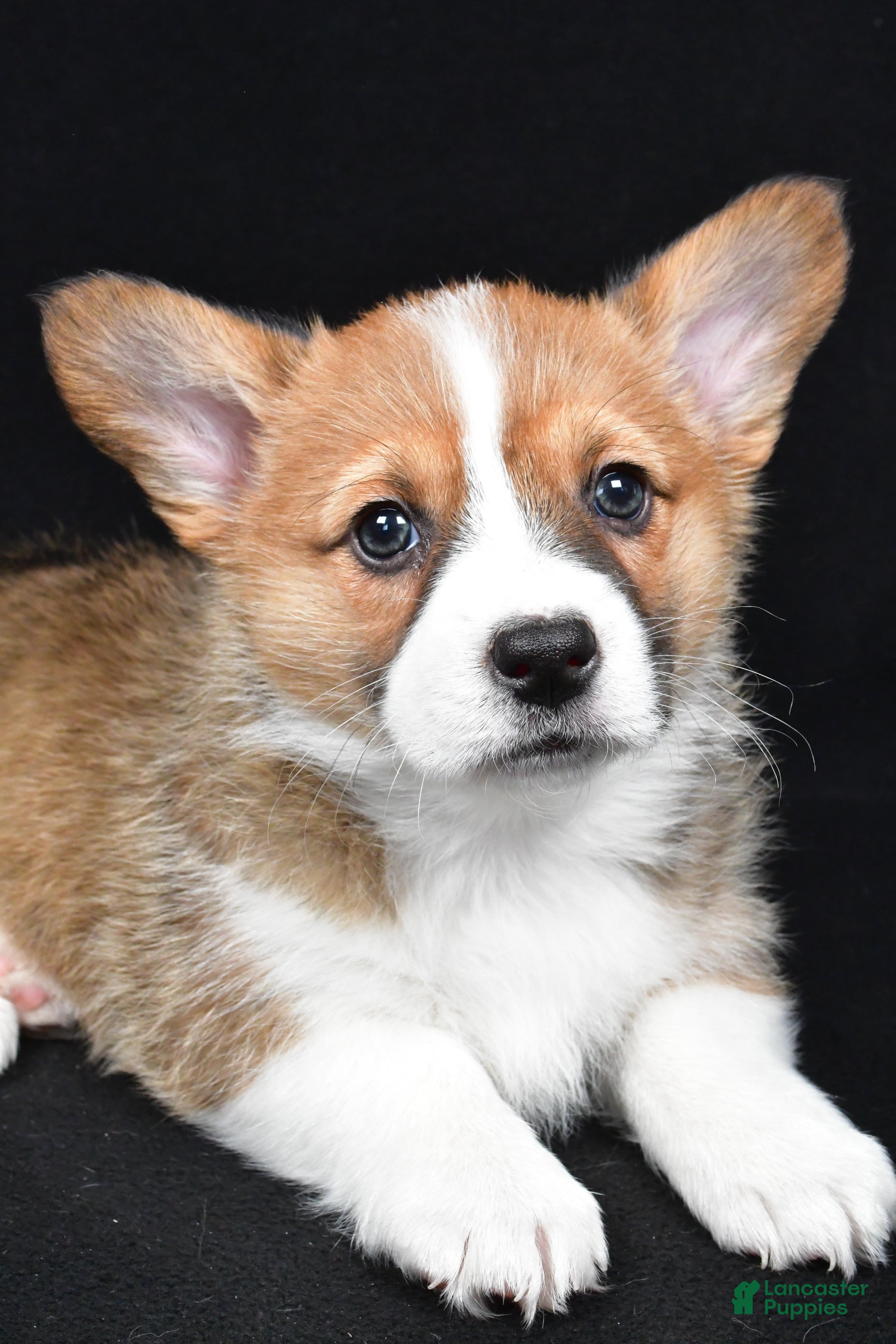 Welsh Corgi Pembroke dogs Colee - Ad 2