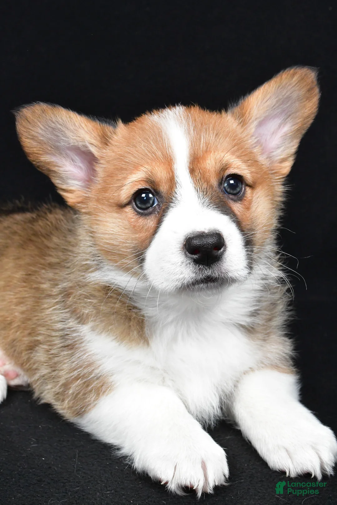 Welsh Corgi Pembroke dogs for sale: Colee - Ad 2