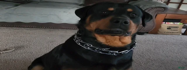 Jax
