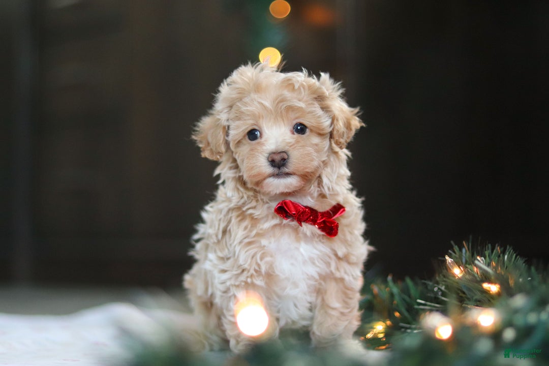 Havapoo dogs for sale: Turner - Ad 5