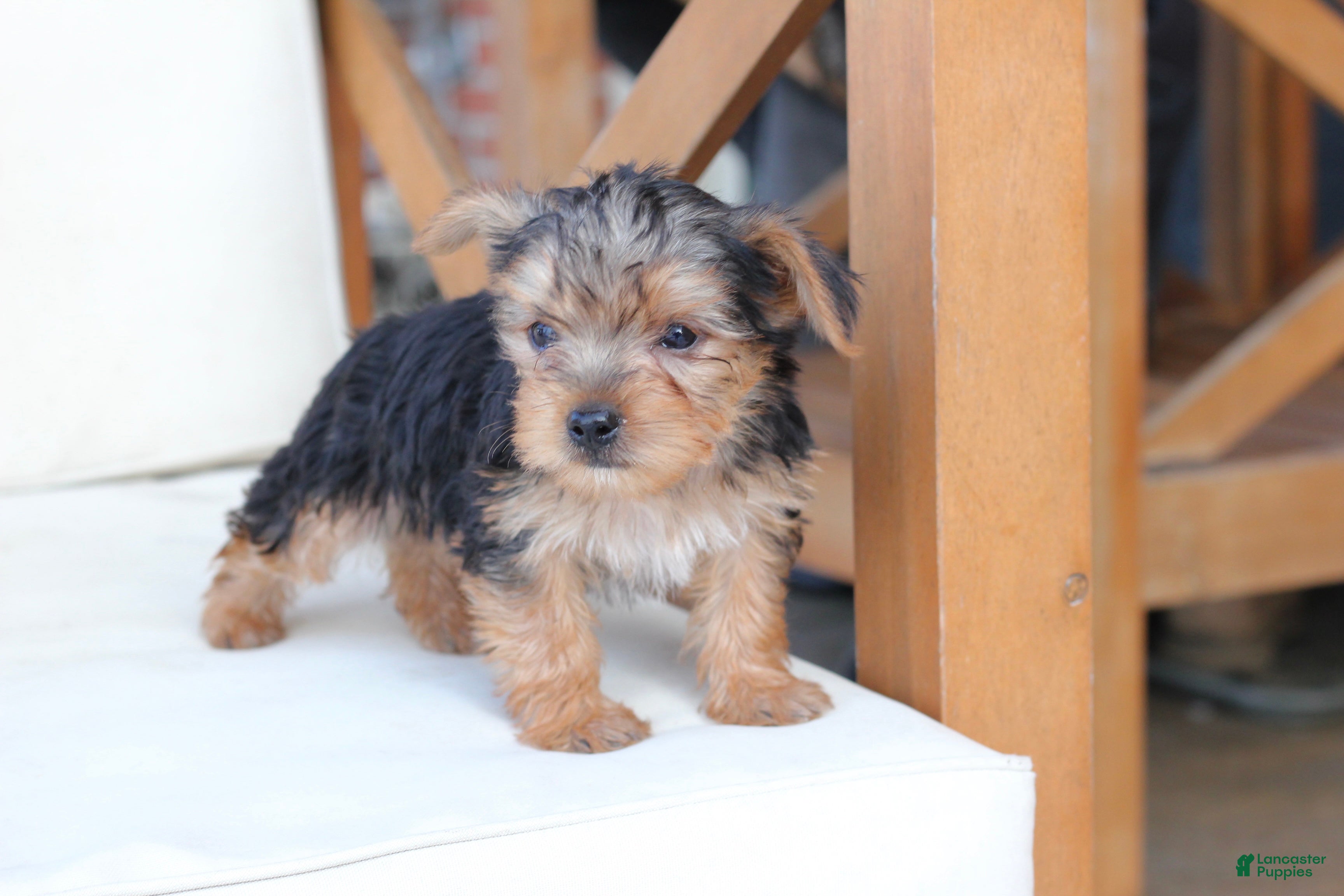 Yorkshire Terrier dogs Scout - Ad 2