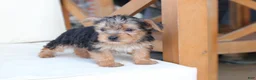Yorkshire Terrier dogs for sale: Scout - Ad 2